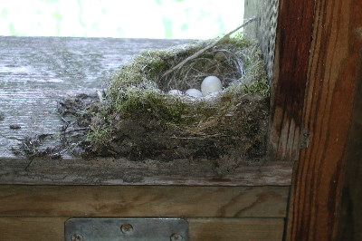 Bird nest in wildlife blind on Beaver Lake